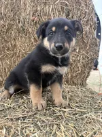 Girl purple , a female Collie and German Shepherd Dog for sale in Pueblo West, CO – 3 of 4
