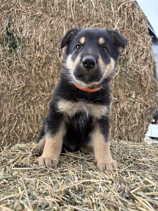 Boy orange – Collie, German Shepherd Dog puppy for sale in Pueblo West, CO