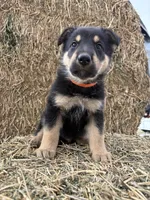 Boy orange, a male Collie and German Shepherd Dog for sale in Pueblo West, CO – 1 of 4