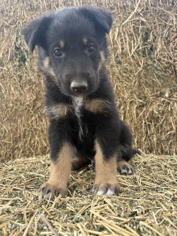 Boy red – Collie, German Shepherd Dog puppy for sale in Pueblo West, CO