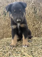 Boy red, a male Collie and German Shepherd Dog for sale in Pueblo West, CO – 1 of 3