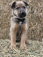 Girl pink, a female Collie and German Shepherd Dog for sale in Pueblo West, CO – 3 of 4