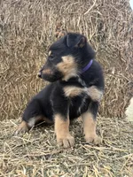 Girl purple , a female Collie and German Shepherd Dog for sale in Pueblo West, CO – 4 of 4