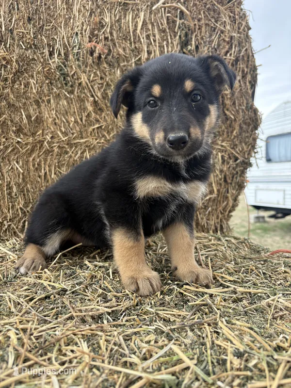 Girl purple  – Collie, German Shepherd Dog puppy for sale in Pueblo West, CO