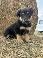 Girl purple , a female Collie and German Shepherd Dog for sale in Pueblo West, CO – 1 of 4