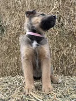 Girl pink, a female Collie and German Shepherd Dog for sale in Pueblo West, CO – 2 of 4