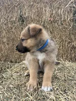 Boy blue, a male Collie and German Shepherd Dog for sale in Pueblo West, CO – 3 of 4