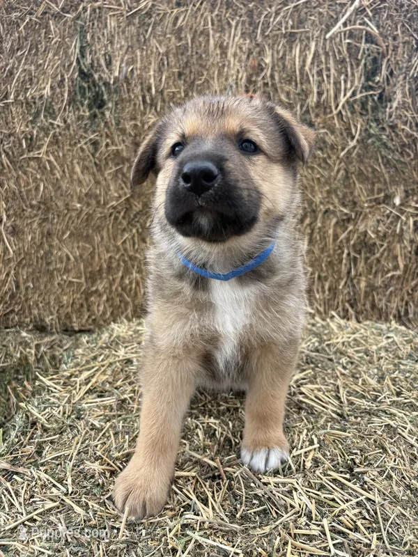 Boy blue – Collie, German Shepherd Dog puppy for sale in Pueblo West, CO