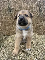 Boy blue, a male Collie and German Shepherd Dog for sale in Pueblo West, CO – 1 of 4