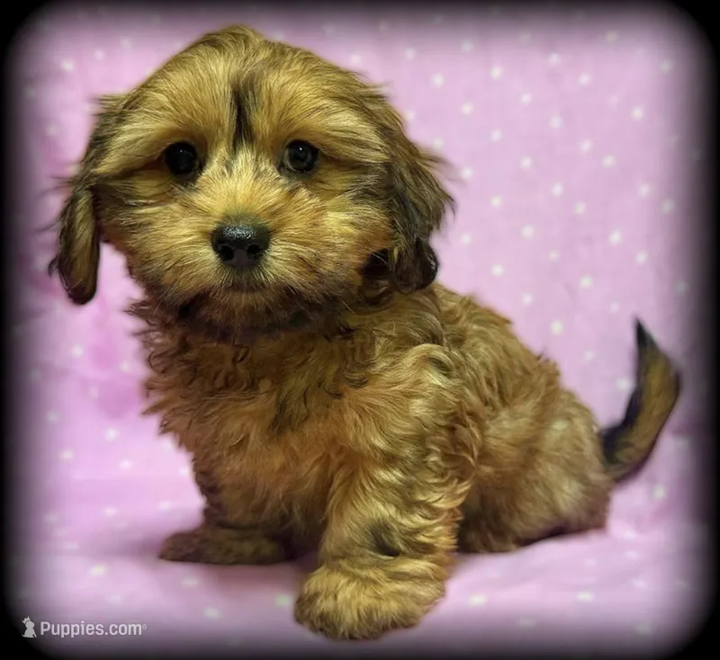 Myla – Miniature Dachshund puppy for sale in West Bend, WI