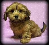 Myla, a female Miniature Dachshund for sale in West Bend, WI – Photo 1 of 2