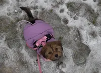 Myla, a female Miniature Dachshund for sale in West Bend, WI – Photo 2 of 2