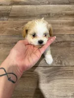 Lilly , a female Lhasapoo for sale in Blanchard, OK – Photo 2 of 3