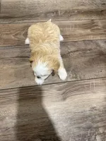 Lilly , a female Lhasapoo for sale in Blanchard, OK – Photo 3 of 3