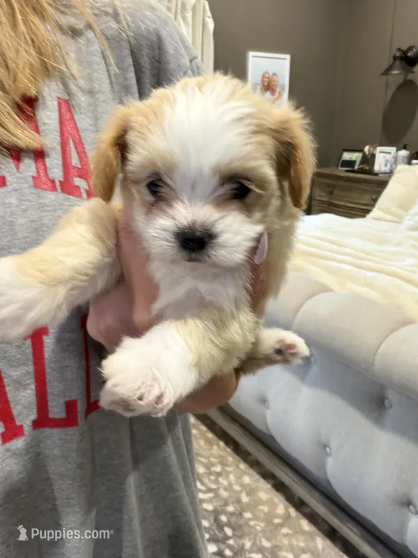 Lilly  – Lhasapoo puppy for sale in Blanchard, OK