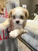 Lilly , a female Lhasapoo for sale in Blanchard, OK – Photo 1 of 3