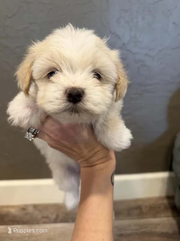 Cream – Lhasapoo puppy for sale in Blanchard, OK