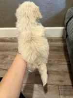 Cream, a female Lhasapoo for sale in Blanchard, OK – Photo 3 of 3