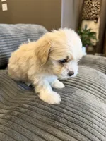 Cream, a female Lhasapoo for sale in Blanchard, OK – Photo 2 of 3