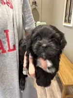Beau, a male Lhasapoo for sale in Blanchard, OK – Photo 1 of 3