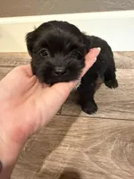 Beau, a male Lhasapoo for sale in Blanchard, OK – Photo 2 of 3