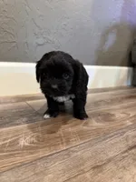 Beau, a male Lhasapoo for sale in Blanchard, OK – Photo 3 of 3