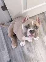 Fawn/White Male, a male American Bully for sale in Flagler Beach, FL – Photo 1 of 8