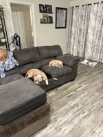 Fawn/White Male, a male American Bully for sale in Flagler Beach, FL – Photo 8 of 8