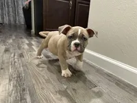 Fawn/White Male, a male American Bully for sale in Flagler Beach, FL – Photo 2 of 8