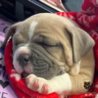 Fawn/White Male, a male American Bully for sale in Flagler Beach, FL – Photo 7 of 8