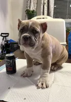 Fawn/White Male, a male American Bully for sale in Flagler Beach, FL – Photo 5 of 8