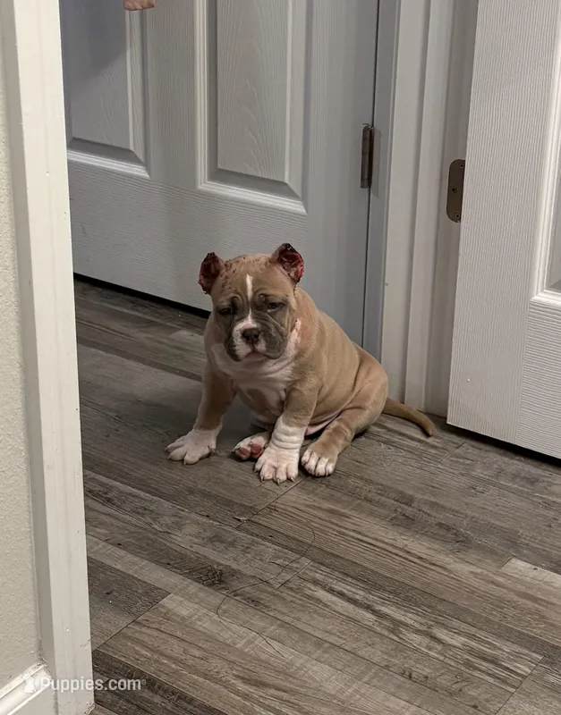 Fawn/White Male – American Bully puppy for sale in Flagler Beach, FL