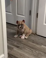 Fawn/White Male, a male American Bully for sale in Flagler Beach, FL – Photo 4 of 8