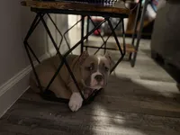 Fawn/White Male, a male American Bully for sale in Flagler Beach, FL – Photo 6 of 8