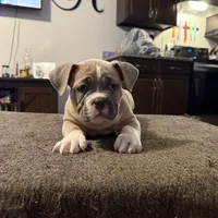 Fawn/White Male, a male American Bully for sale in Flagler Beach, FL – Photo 2 of 8