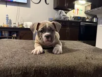 Fawn/White Male, a male American Bully for sale in Flagler Beach, FL – Photo 1 of 8