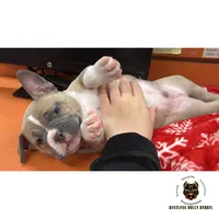 Fawn/White Male, a male American Bully for sale in Flagler Beach, FL – Photo 5 of 8