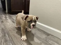 Fawn/White Male, a male American Bully for sale in Flagler Beach, FL – Photo 4 of 8