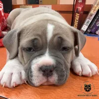 Fawn/White Male, a male American Bully for sale in Flagler Beach, FL – Photo 3 of 8