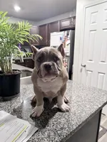 Fawn/White Male, a male American Bully for sale in Flagler Beach, FL – Photo 7 of 8