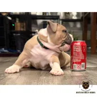 Fawn/White Male, a male American Bully for sale in Flagler Beach, FL – Photo 3 of 8