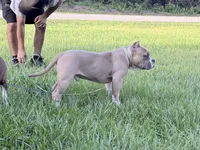 Fawn/White Male, a male American Bully for sale in Flagler Beach, FL – 6 of 8