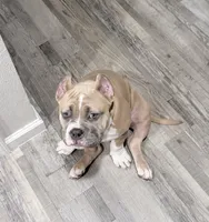 Fawn/White Male, a male American Bully for sale in Flagler Beach, FL – 8 of 8