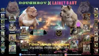 Fawn/White Crypto Merle, a male American Bully for sale in Flagler Beach, FL – Photo 2 of 10
