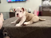 Fawn/White Crypto Merle, a male American Bully for sale in Flagler Beach, FL – Photo 1 of 10