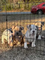 Fawn/White Crypto Merle, a male American Bully for sale in Flagler Beach, FL – Photo 3 of 10