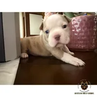 Fawn/White Crypto Merle, a male American Bully for sale in Flagler Beach, FL – Photo 5 of 10