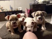 Fawn/White Crypto Merle, a male American Bully for sale in Flagler Beach, FL – Photo 6 of 10