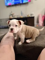 Fawn/White Crypto Merle, a male American Bully for sale in Flagler Beach, FL – Photo 8 of 10