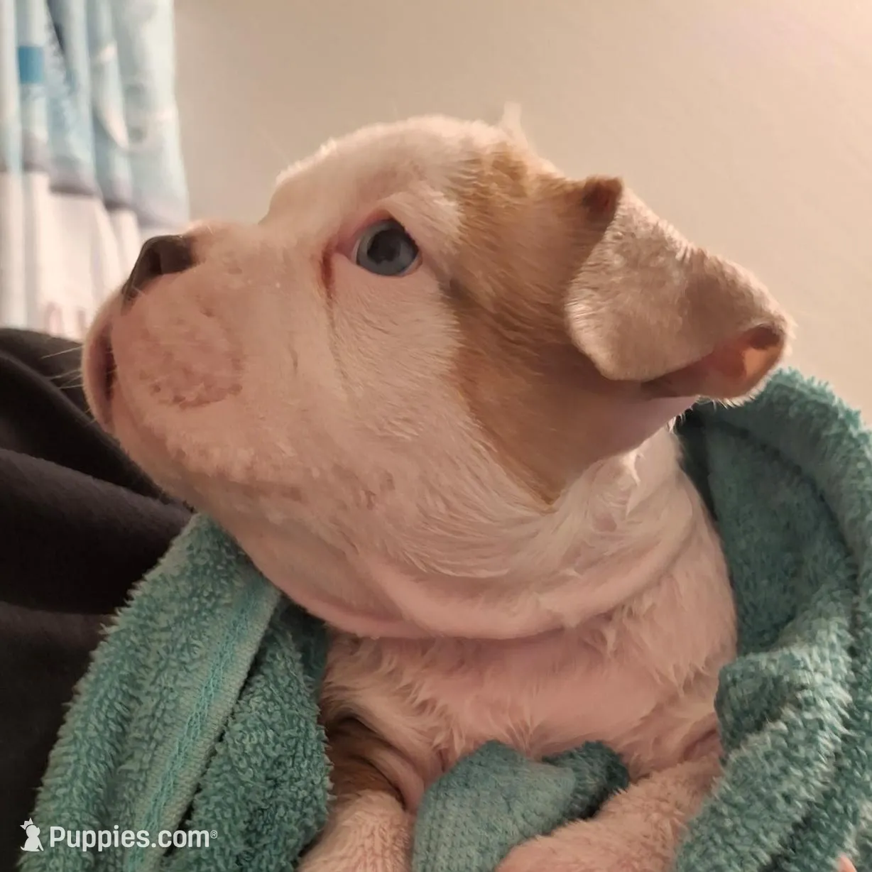 Fawn/White Crypto Merle, a male American Bully for sale in Flagler Beach, FL – Photo 9 of 10